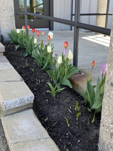 Tulips in a row at DPPS's entrance.