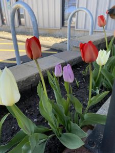 Close-up of the tulips at DPPS's front entrance.