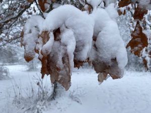 snow covers some oak leaves in Madison WI after a storm January 9, 2024.