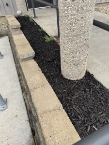 Flower Garden at DPPS